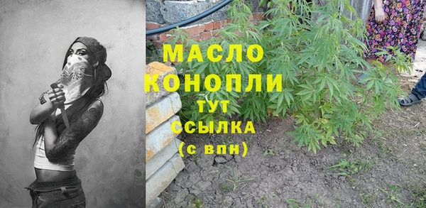 индика Ельня